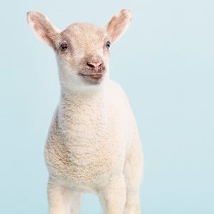 Meet your Posher, Mu